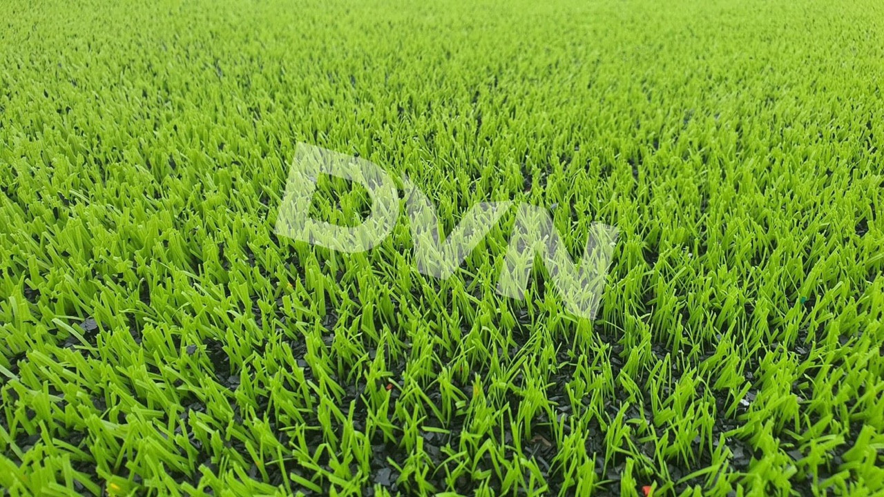 Điểm chung của cỏ nhân tạo sân bóng và cỏ nhân tạo sân vườn Ninh Thuận 1